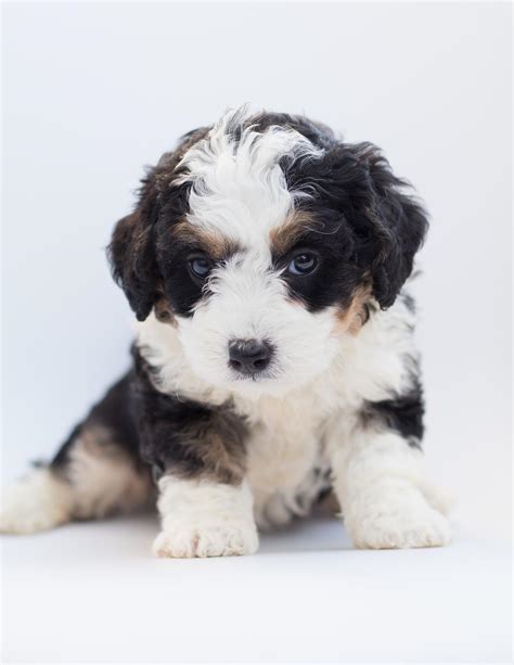 How Much To Feed My Bernedoodle Puppy